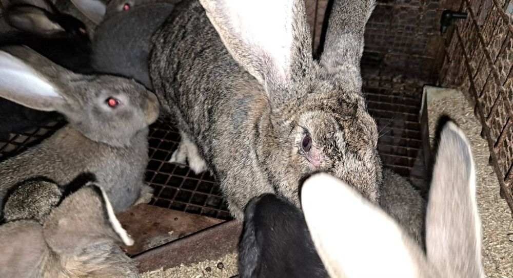 Зайци заек зайчета Фландър