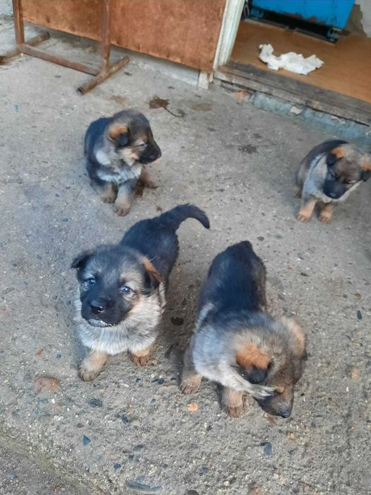 Продам щенки немецкой овчарки