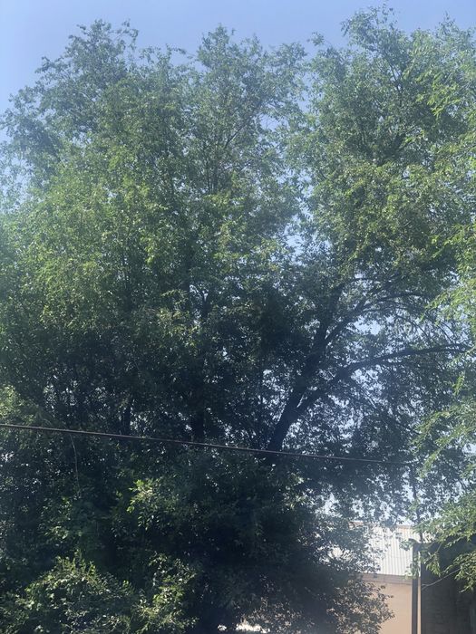 Дрова бесплатно