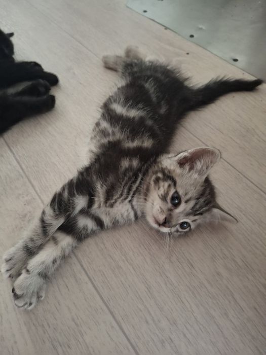 котята за 3000тг