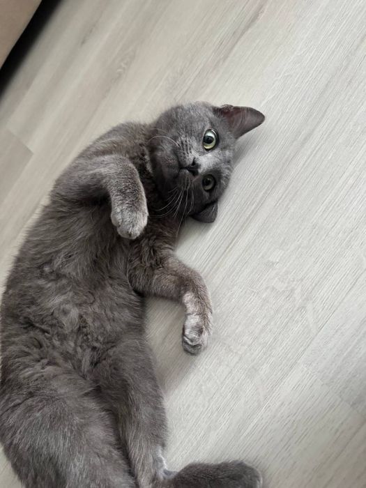 Отдаем котенка/кота