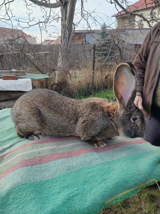 Iepuri uriasi gri german