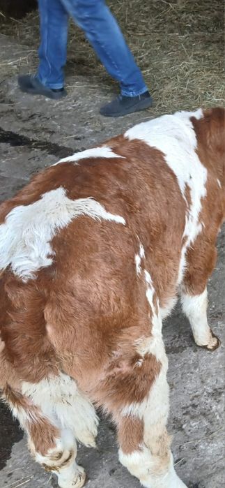 Vand .vițea . are o luna