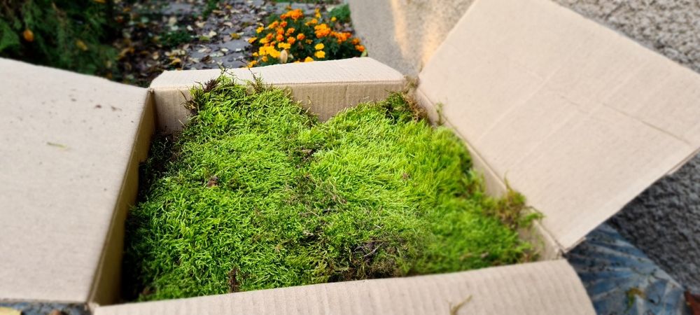 Мох высушенный для