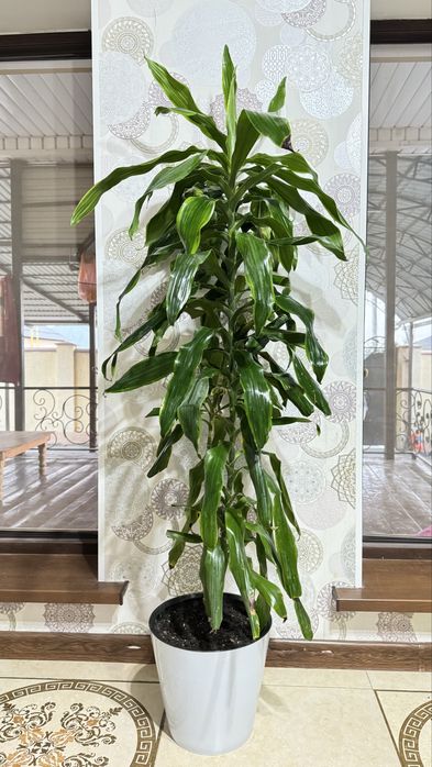 Гулдер сатылады