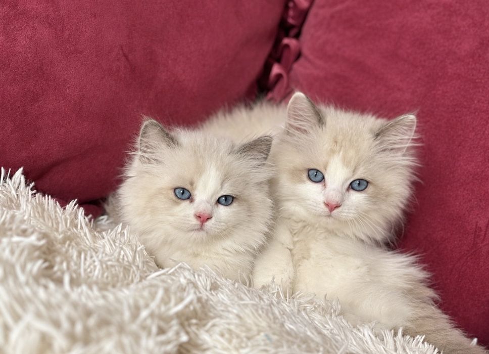 Регдол / Ragdoll / котенца