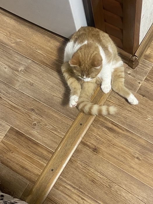 Котики мальчики ищут дом