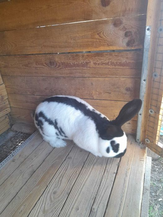 Vând iepure fluture german