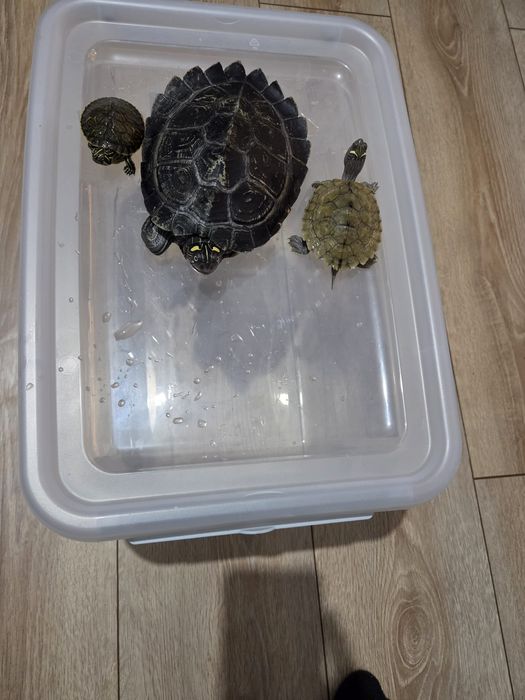 Vand broaste testoase