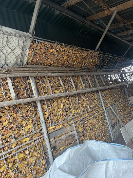 Vand porumb boabe 2025