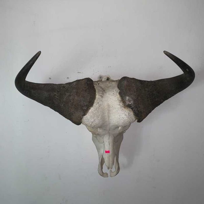 Trofeu cap de bivol african