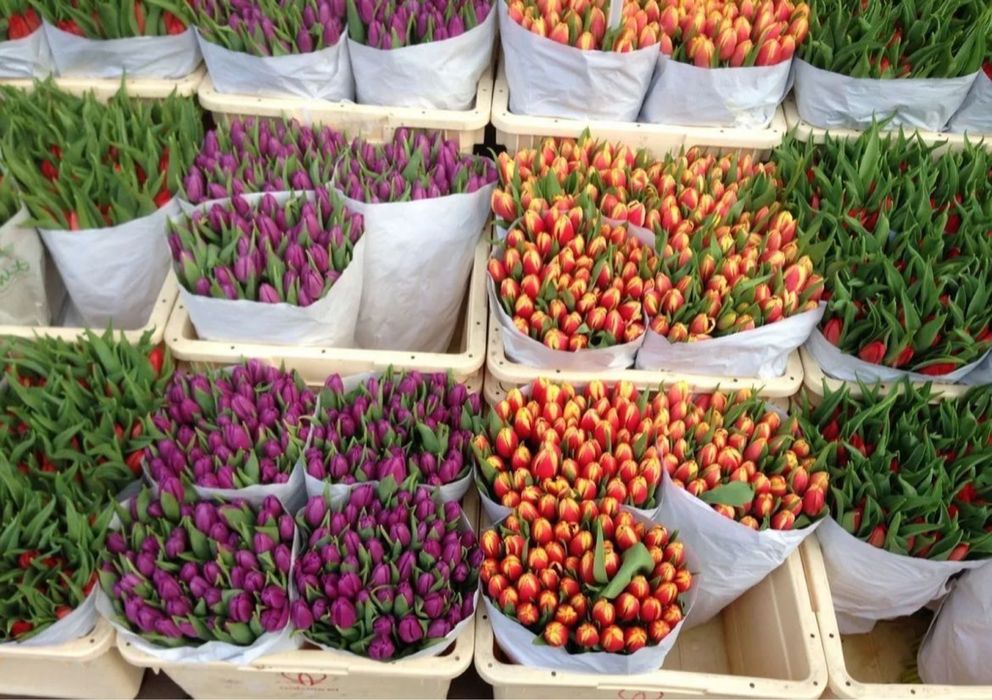 •Цветы цветы цветы цветы цветв