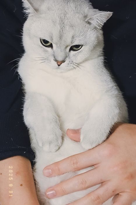 Продам кота , Фуджи