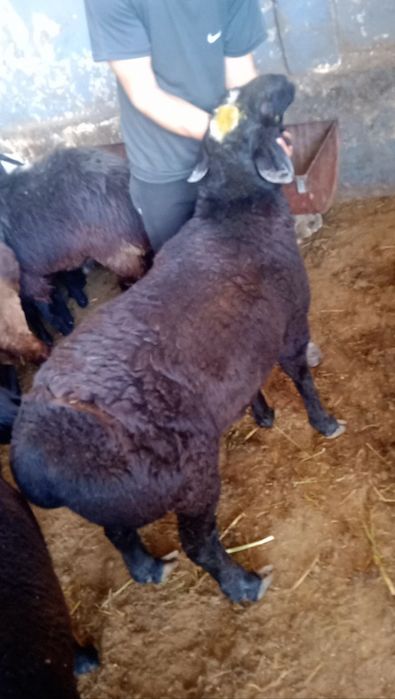 Qassob xizmat  кассоб хизмати