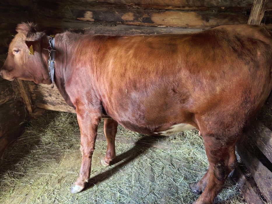 De vânzare jurincă angus gestantă în  7 luni