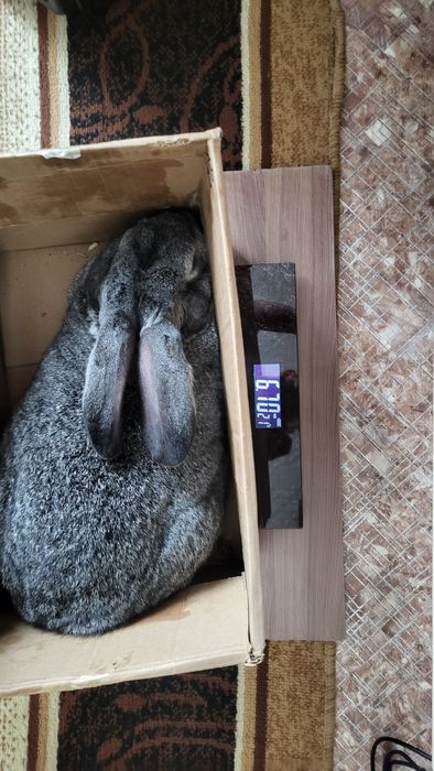 Продам крала..краликав