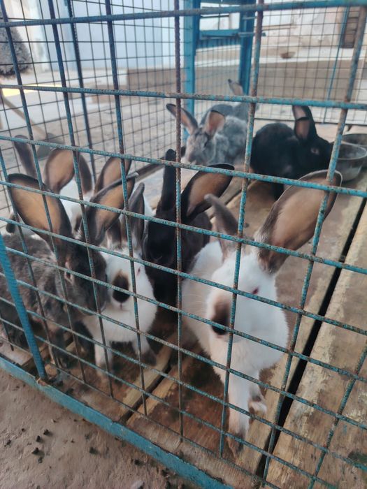 Домашний кролики