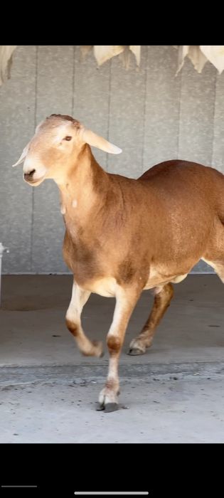 Qoy qochqor qassob hizmatlari 24/7