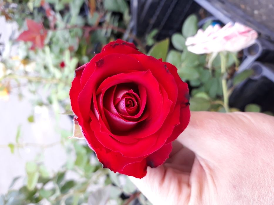 Pomi fructiferi certificati