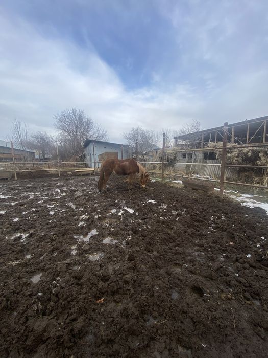 Лошадь 2.8 жасар бие