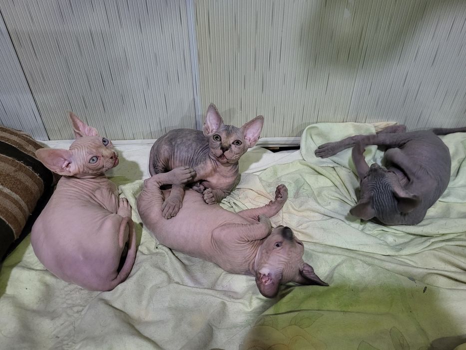 Котята сфинкс 3 мальчика