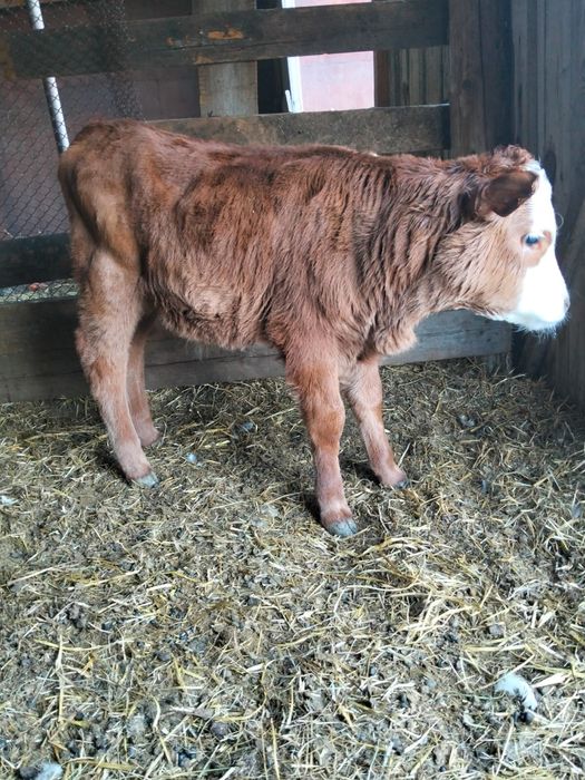 Продам 1 бычок и 2 телочку