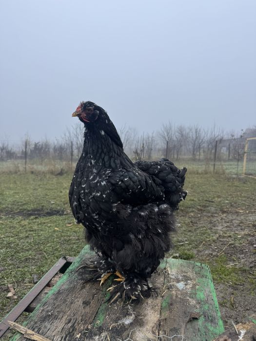 Oua cochichina bobat