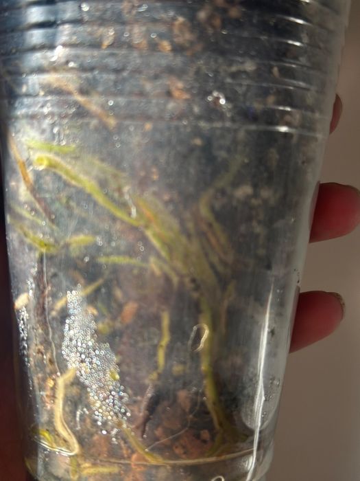 Монстера тайское созвездие два в одном