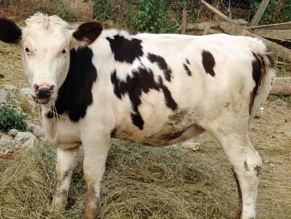 Vând vițică și tăuraș