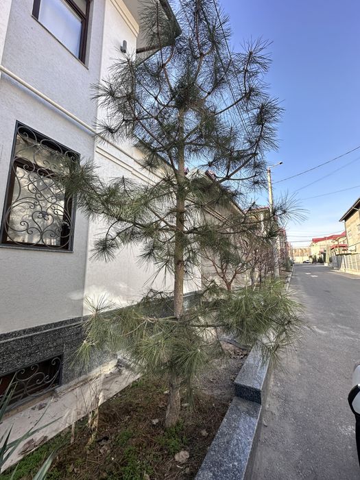 Продается Крымская сосна 3 штуки высота 4,5-5 метров