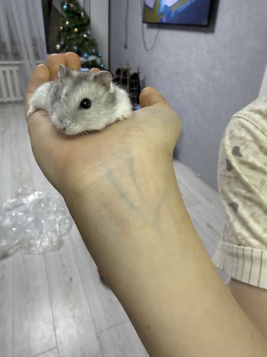 Продам двух хомячков очень милые и красивые