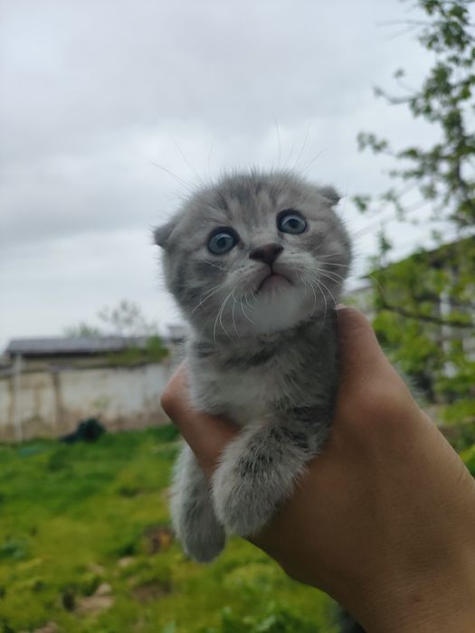 Mushukcha skotish fold