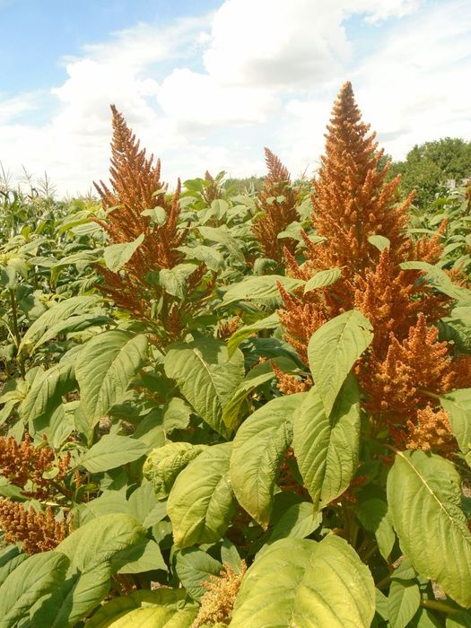 Семена амаранта, сорт Гигант. 20кг