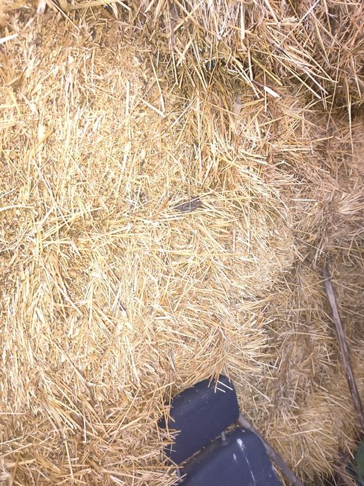 Baloți paie grau și orzoaica, baloți lucerna și fan