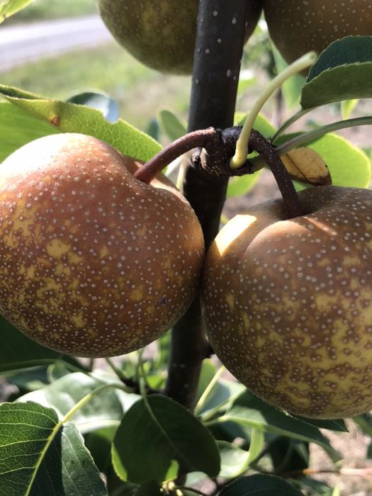 Altoi peri japonezi nashihosui