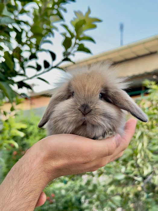 Quyon Кролик Декоративные Кролики карлик баран
