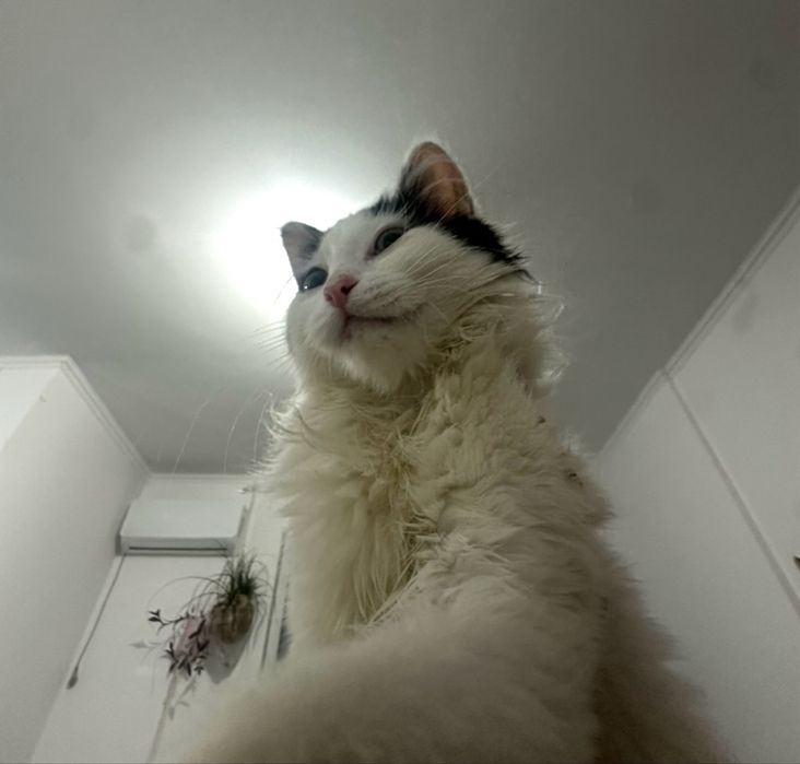 Котенок Шушу ищет семью
