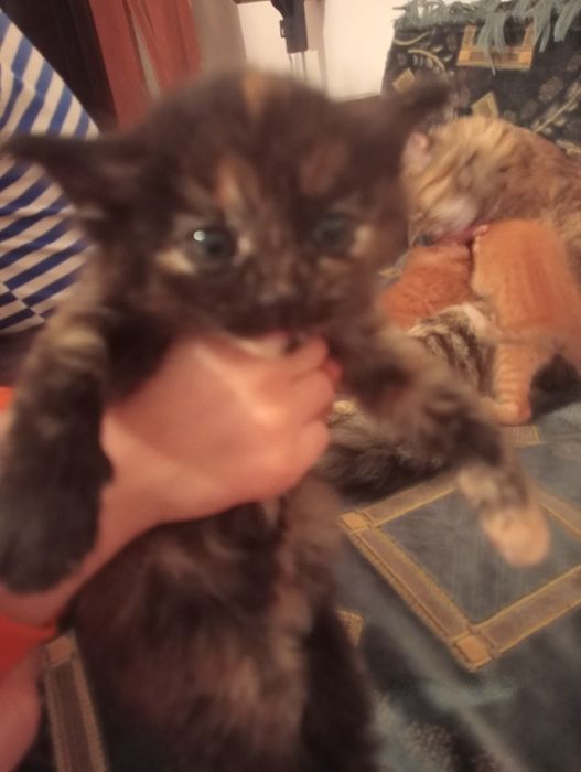 Срочно продается котенки. По 5000 ТГ.