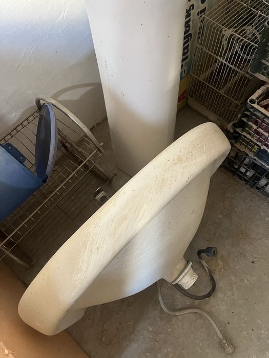 Раковина тюльпан