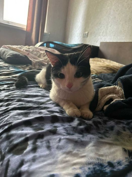 Отдам кота в добрые руки