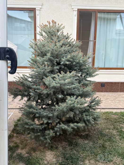 oq archa 2/20 atrofida