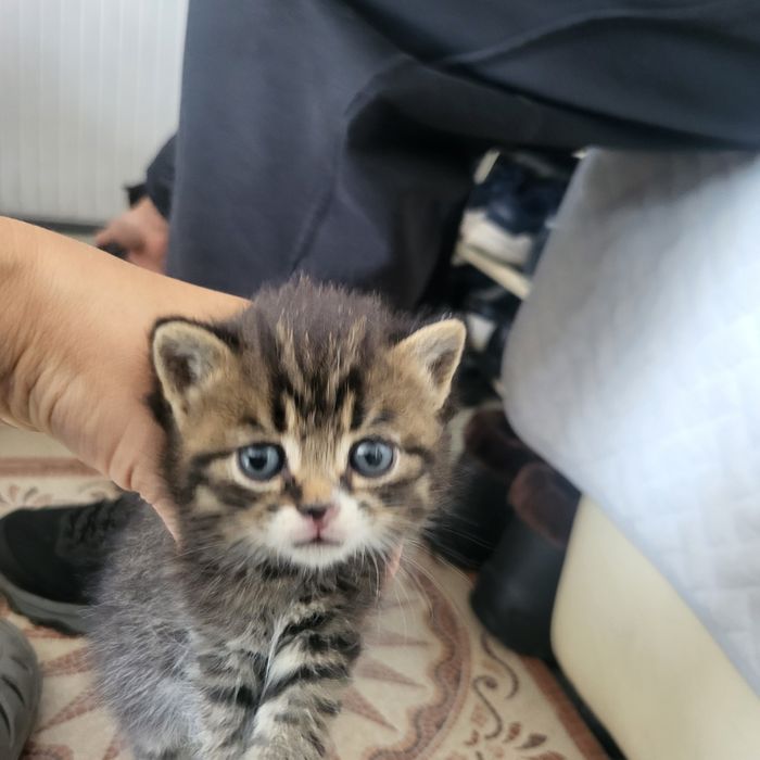 Продаю котят 1 мес.