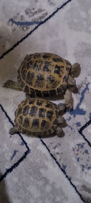 Продаётся две  большие черепаха цена за двоих 160 000 сум