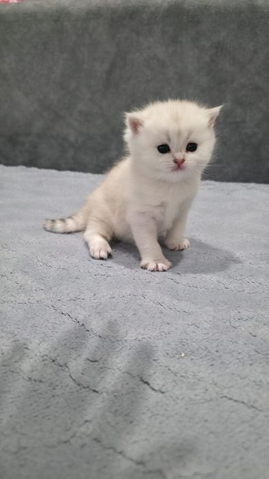 Шикарные  Котята британские шиншиллы