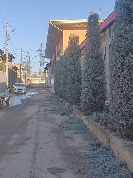 Archa ekish dorilash kesish