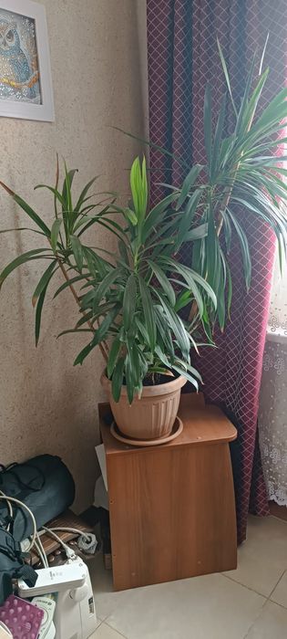 Комнатные цветы. Не дорого