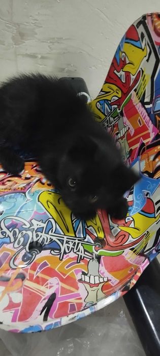 Отдам котенка мальчик