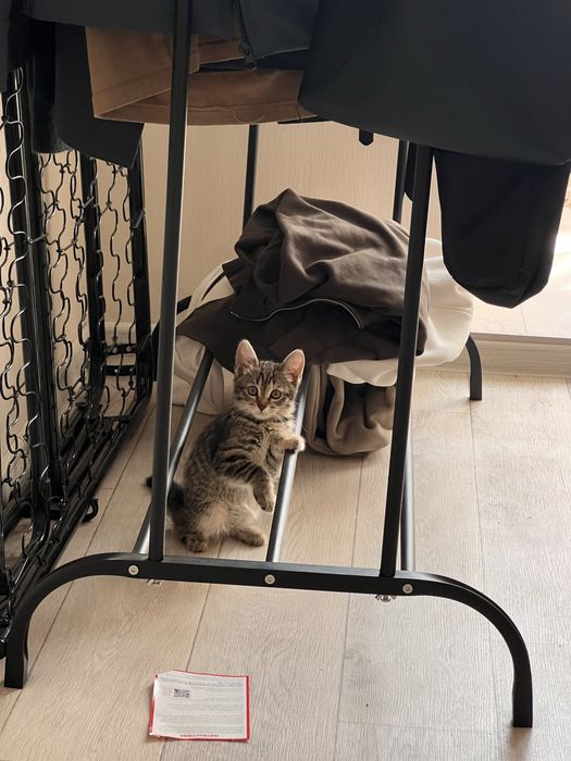 Кошечка в добрые руки
