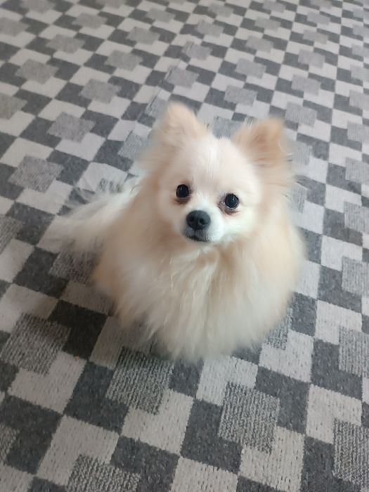 Вязка . Немецкий шпиц