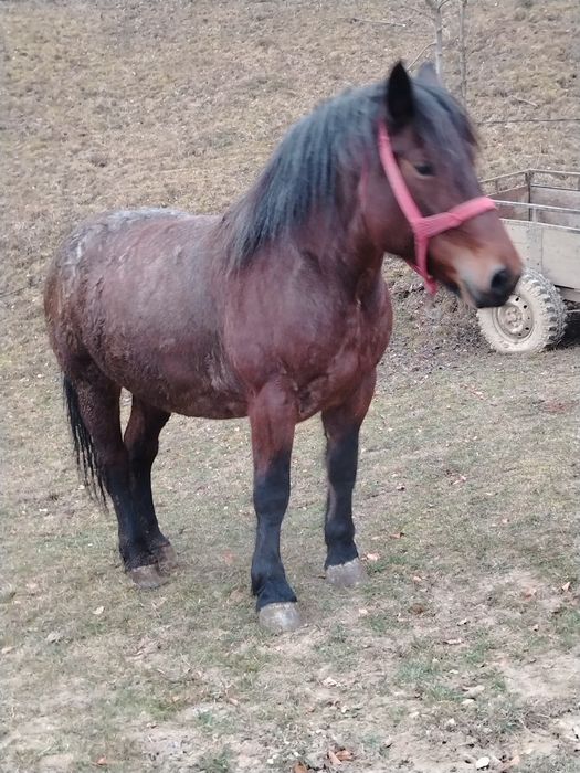 Vând mânză de 3 ani jumate